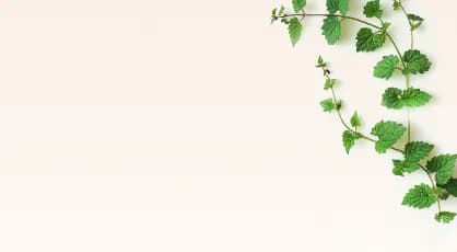 Gynostema Pětilistá