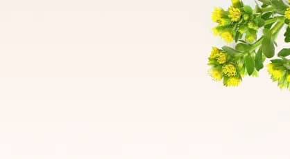 Fermentovaná Rhodiola