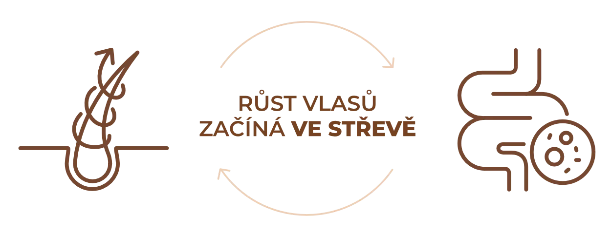 Růst vlasů začíná ve střevě — osa střevo-vlasy